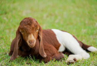 Coccidiosis in Goats